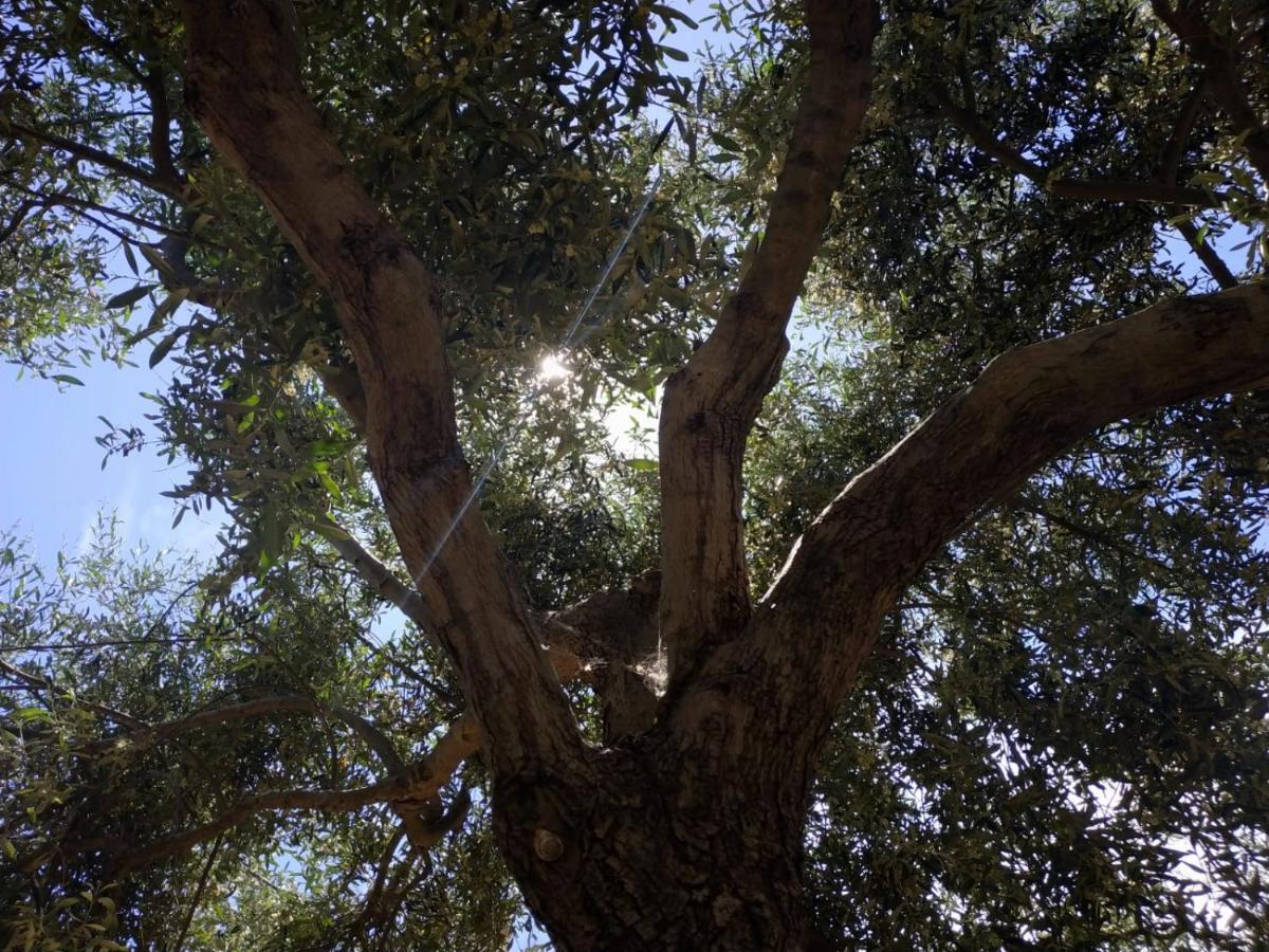 Tertenìa Vacanza In Ogliastra מראה חיצוני תמונה